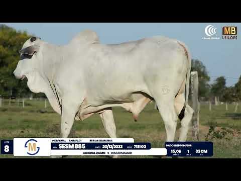 2� DE OLHO NA FAZENDA NELORE SESMARIAS