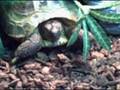 videos de Tortise
