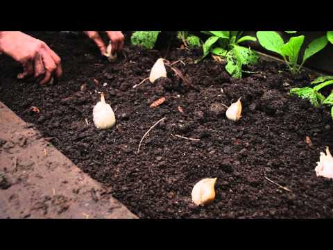 how to harvest garlic seeds