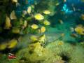 Scuba diving in Malapascua 3: Gato island