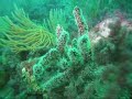 Plong�e sur le Tombant Mejean - 38m  FRANCE