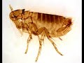 \"Fleas\" by Philip Appleman