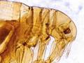 Fleas by Philip Appleman