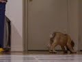 Puggle Nacho was the cutest puppy EVER! Puggle Nacho was the cutest puppy EVER!