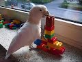 Goffin Cockatoo Magnus playing with LEGO