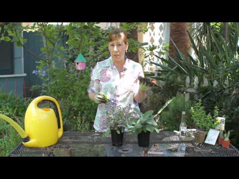 how to trim sage