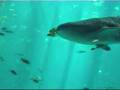Georgia-Aquarium-in-