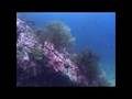 1 Diving In Burma (Myanma)