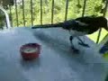 Die diebische Elster - The stealing Magpie Die diebische Elster - The stealing Magpie
