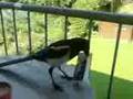 Die diebische Elster - The stealing Magpie