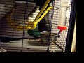 Pet rats exploring their new cage