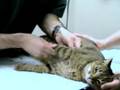 feline orthopedic exam