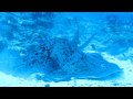 Maldives Scuba Diving 2010