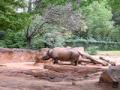 Zoo Altanta's Rhinos
