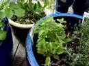 daly herbology daly herbology