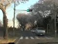 [V0044] 080329 交通渋滞の激しさが目立ちやや花量減少が見られるが横浜環状4号海軍道路の桜並木も健在