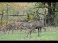 Laute des Rothirschs im Wildgehege Hellenthal