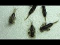 Gunnison River Stoneflies Gunnison River Stoneflies