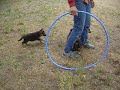 Hundewelpen Hundewelpen