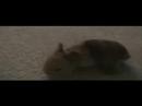 gary farkin: rabbits like different stuff gary farkin: rabbits like different stuff
