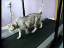 Re: Ocicat Workout Re: Ocicat Workout