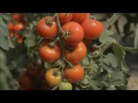 Alte Gemüsesorten - Reinhild Frech-Emmelmann