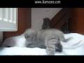 LilaMoore - British Shorthair Kittens - 4 weeks