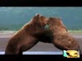 Grizzly Fight!