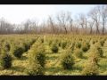 Evergreens