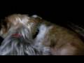 愛を語る犬 The dog which tells love Talking dogs ３