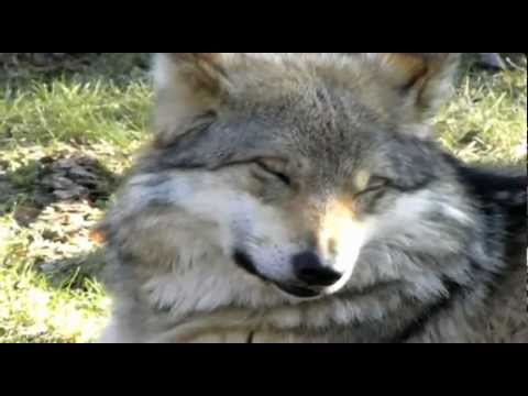 Gray Wolves