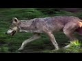 I liked a @YouTube video http://t.co/5mt9pX5h The Beautiful Yet Endangered Grey Wolf (original narration by R