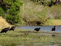 Vultures and Alligators from the Kayak Myakka