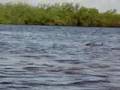 Vultures and Alligators from the Kayak Myakka