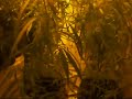 indica and sativa indica and sativa
