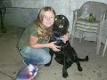 Black lab - Shadow