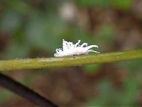 Scale insect