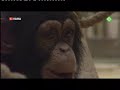 Ook dat nog - apen bananenvla test