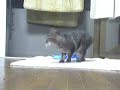 A gray cat pissed on my mattress A gray cat pissed on my mattress