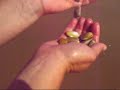 Conchenas