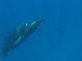 False Killer Whales Feed Calf