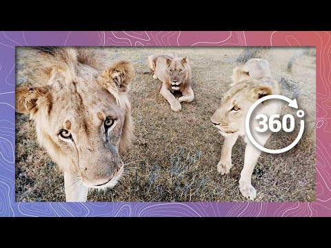 Lions in 360 4K Nuzzle And Play like Cats (Wildlife and Nature 2018) - YouTube