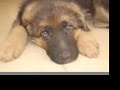 Roxy the German Shepherd Puppy IV Roxy the German Shepherd Puppy IV