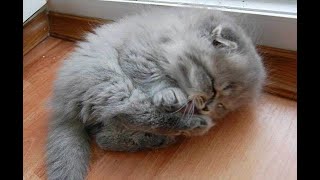 Cute Kittens Doing Funny Things - Cute And Adorabl