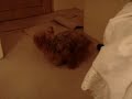 dog-mating-with-pikachu.html