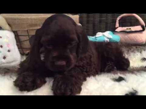 GORGEOUS CHOCOLATE COCKER SPANIEL BABY!