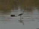 mfuwe zambia 2 - moon walking egret