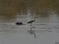 mfuwe zambia 2 - moon walking egret