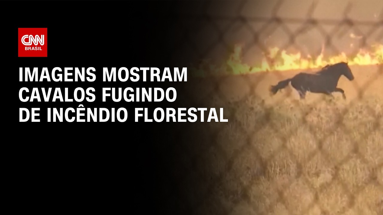 Cavalos tentam escapar de incêndio florestal na Grécia | CNN Brasil