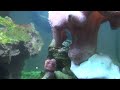 Gostaria de saber que seres são estes que parecem um mini cogumelo e ficam passando pelo aquário, são perigosos? Eles se prendem no vidro do aquário e estão aumentando a quantidade de uns tempos para cá, existe uma maneira de retirar os mesmos? 